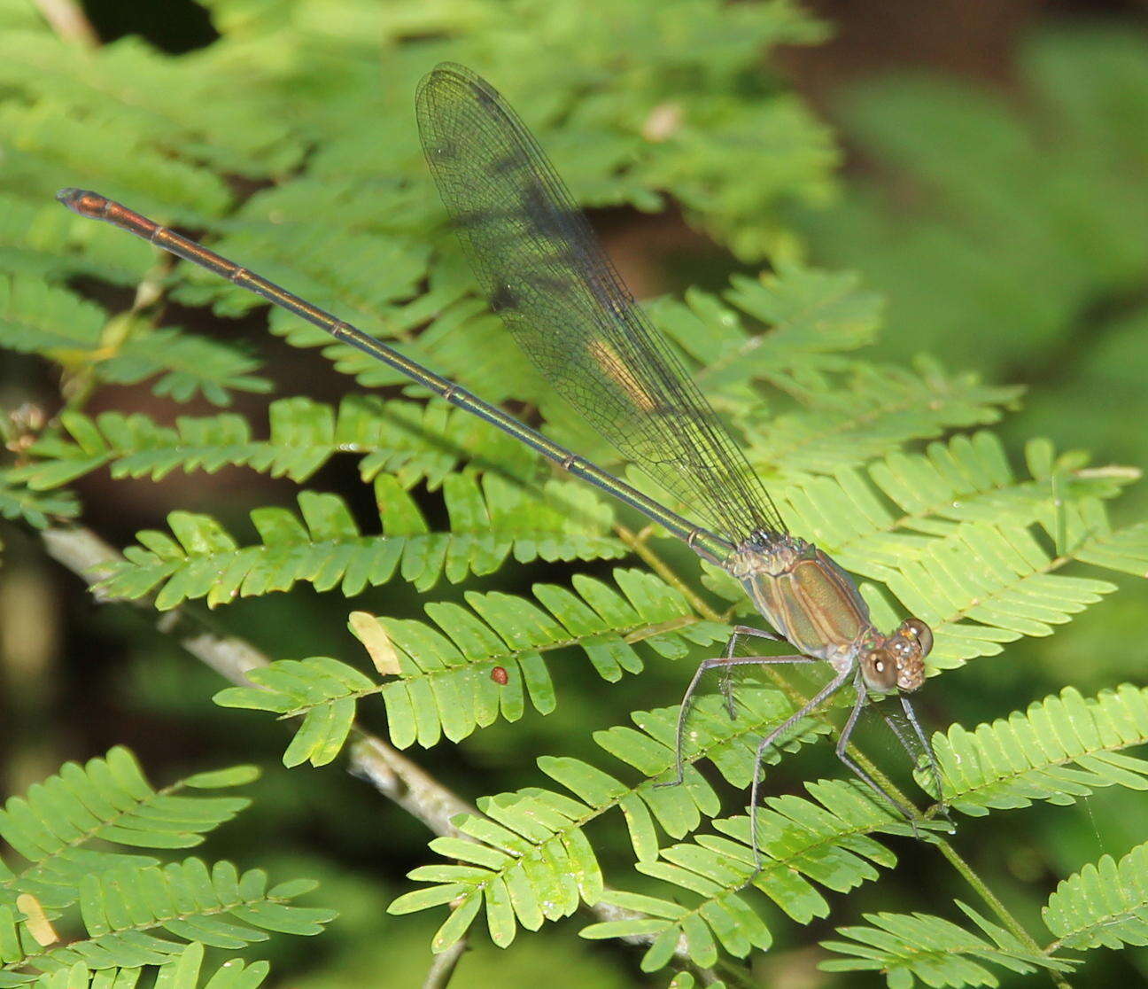 Image of Glistening Demoiselle