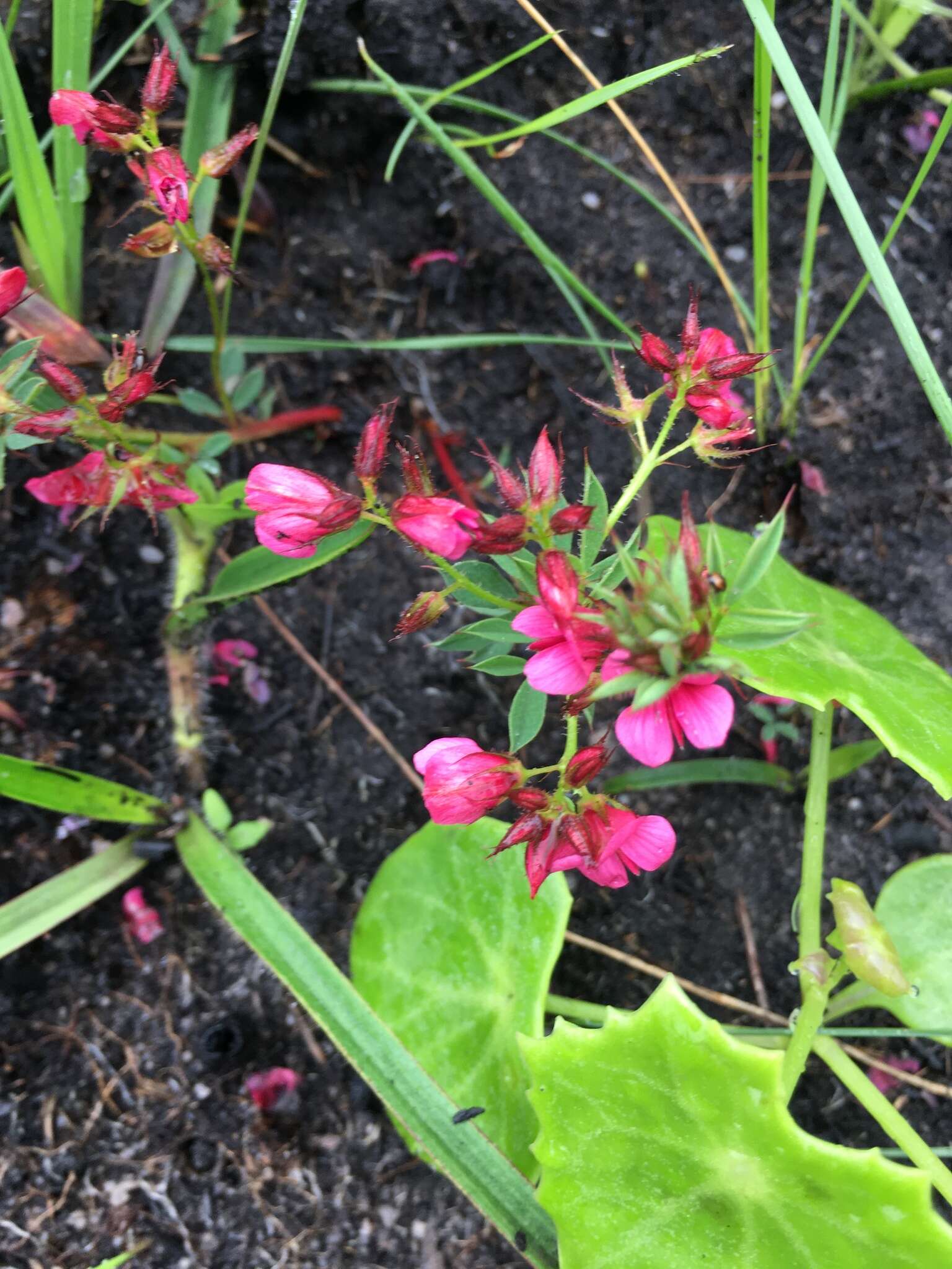 Image of Indigofera rubroglandulosa Germish.