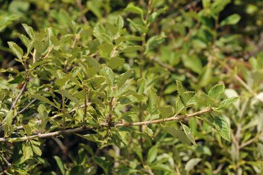 Imagem de Prunus bifrons Fritsch