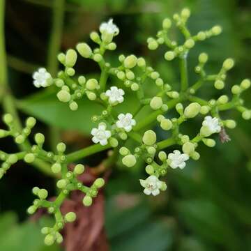 Sivun Psychotria polycarpa (Miq.) Hook. fil. kuva