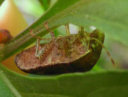 Image of Diolcus chrysorrhoeus (Fabricius 1803)