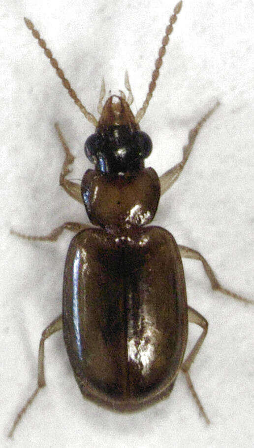 Слика од Perigona (Trechicus) nigriceps (Dejean 1831)