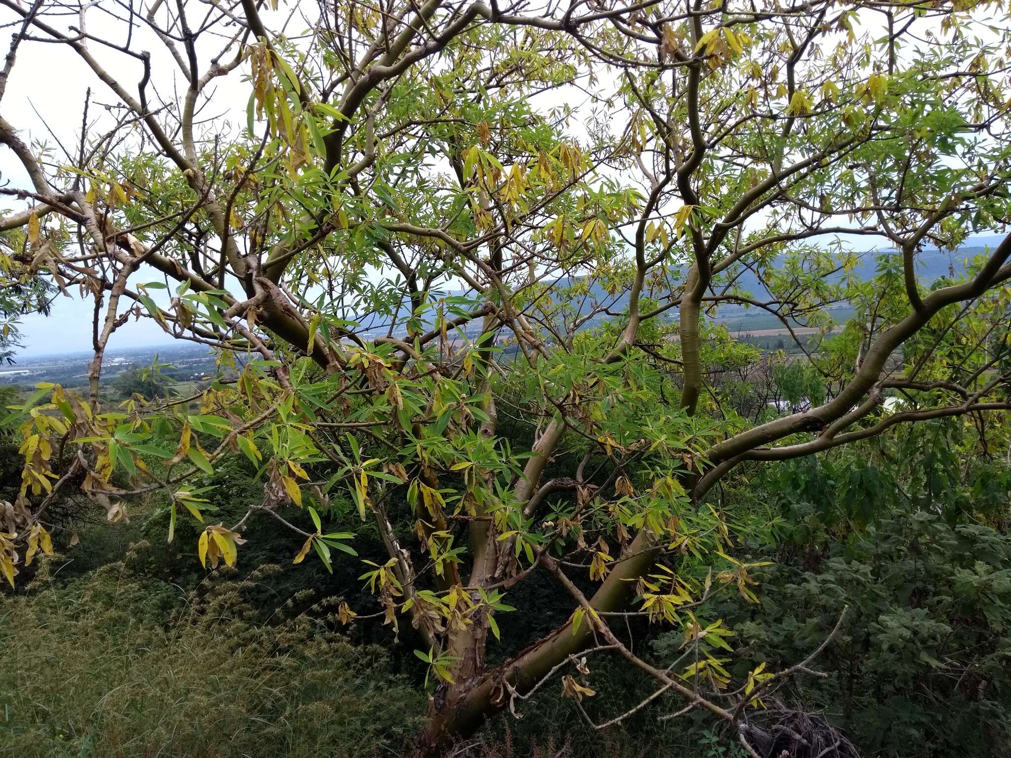 Sivun Euphorbia tanquahuete Sessé & Moc. kuva