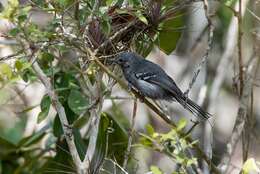 Image of Narrow-billed Antwren