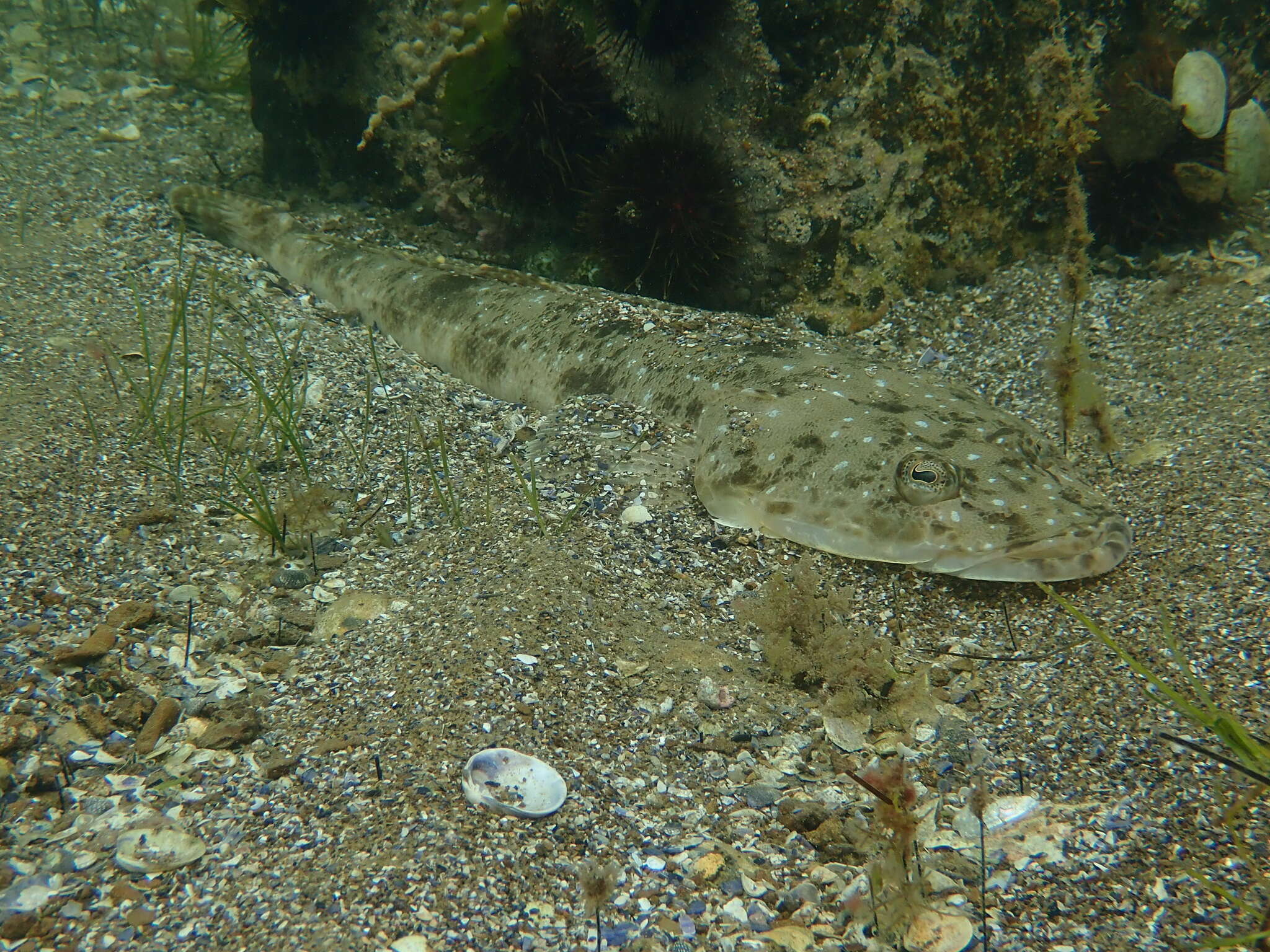 Image of Bluespot flathead