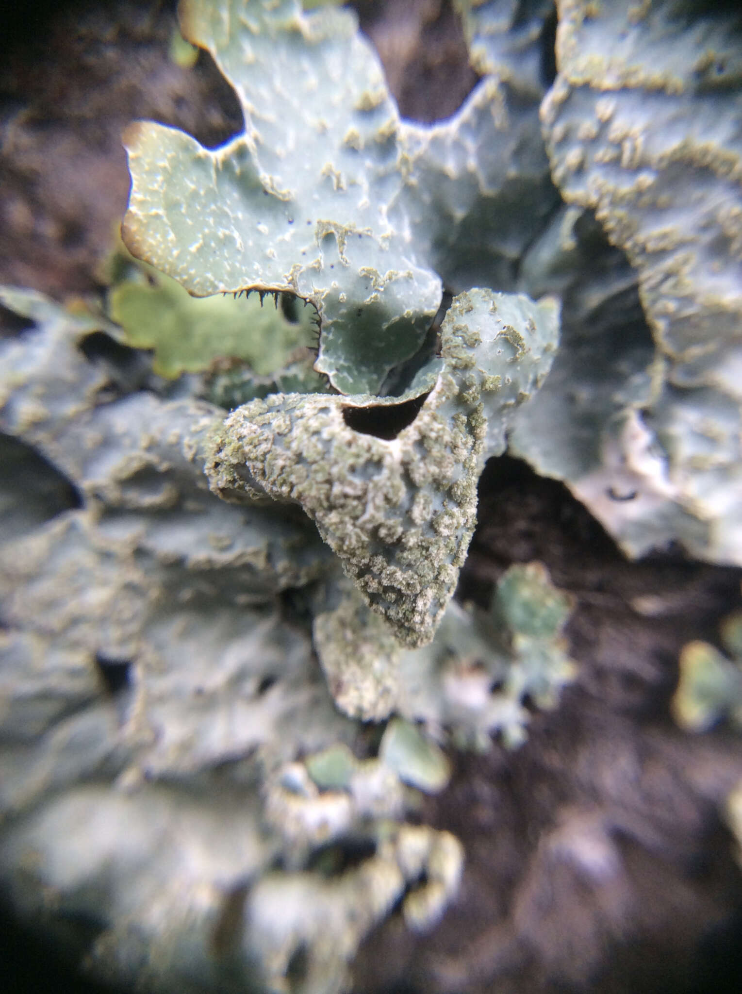 Image of Hammered shield lichen