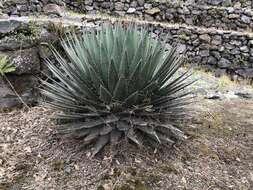 Слика од Agave obscura Schiede ex Schltdl.