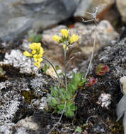 Image of alpine draba