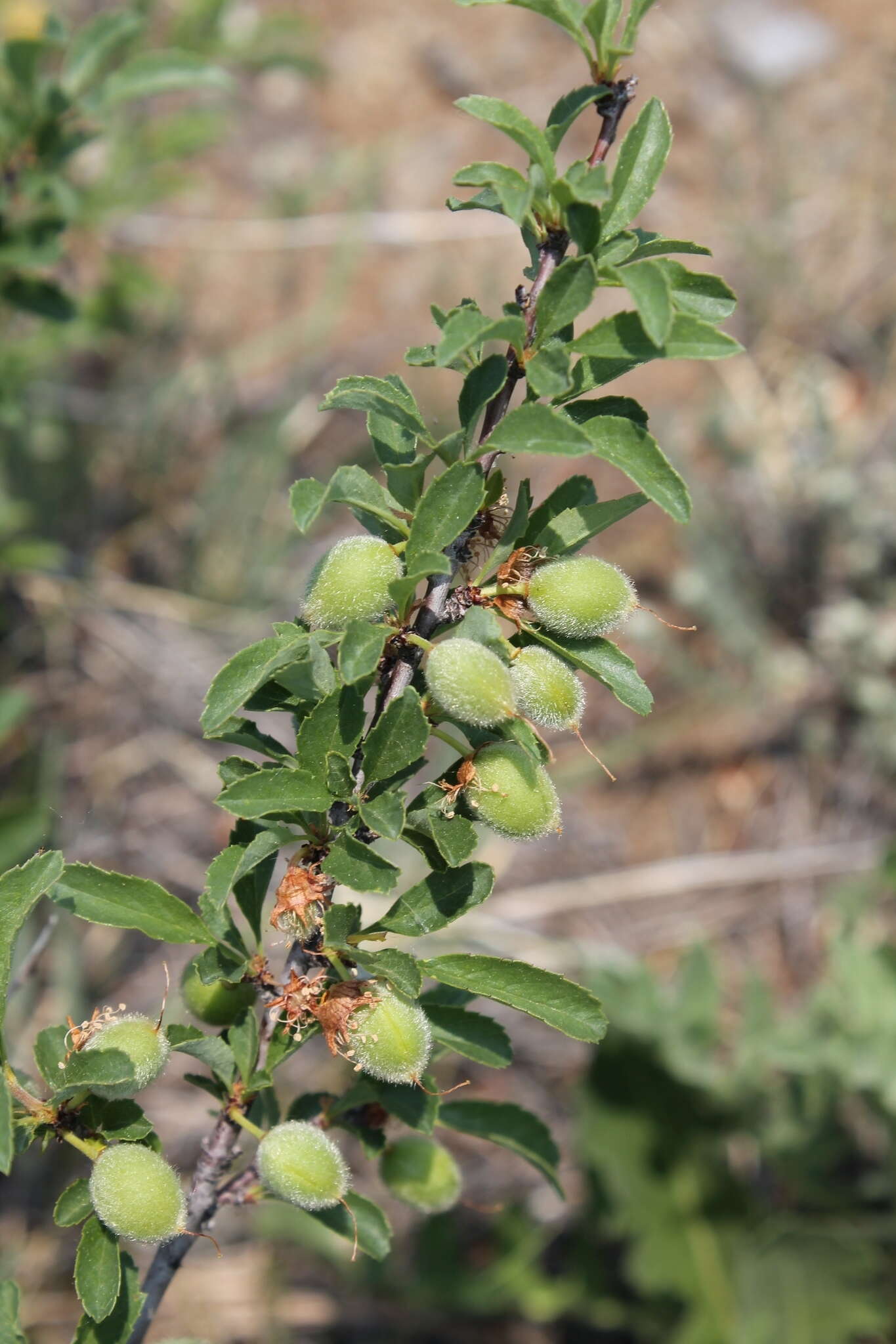 Imagem de Prunus pedunculata (Pall.) Maxim.