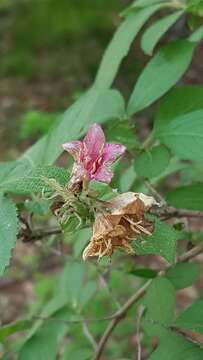 Image of Korean weigela