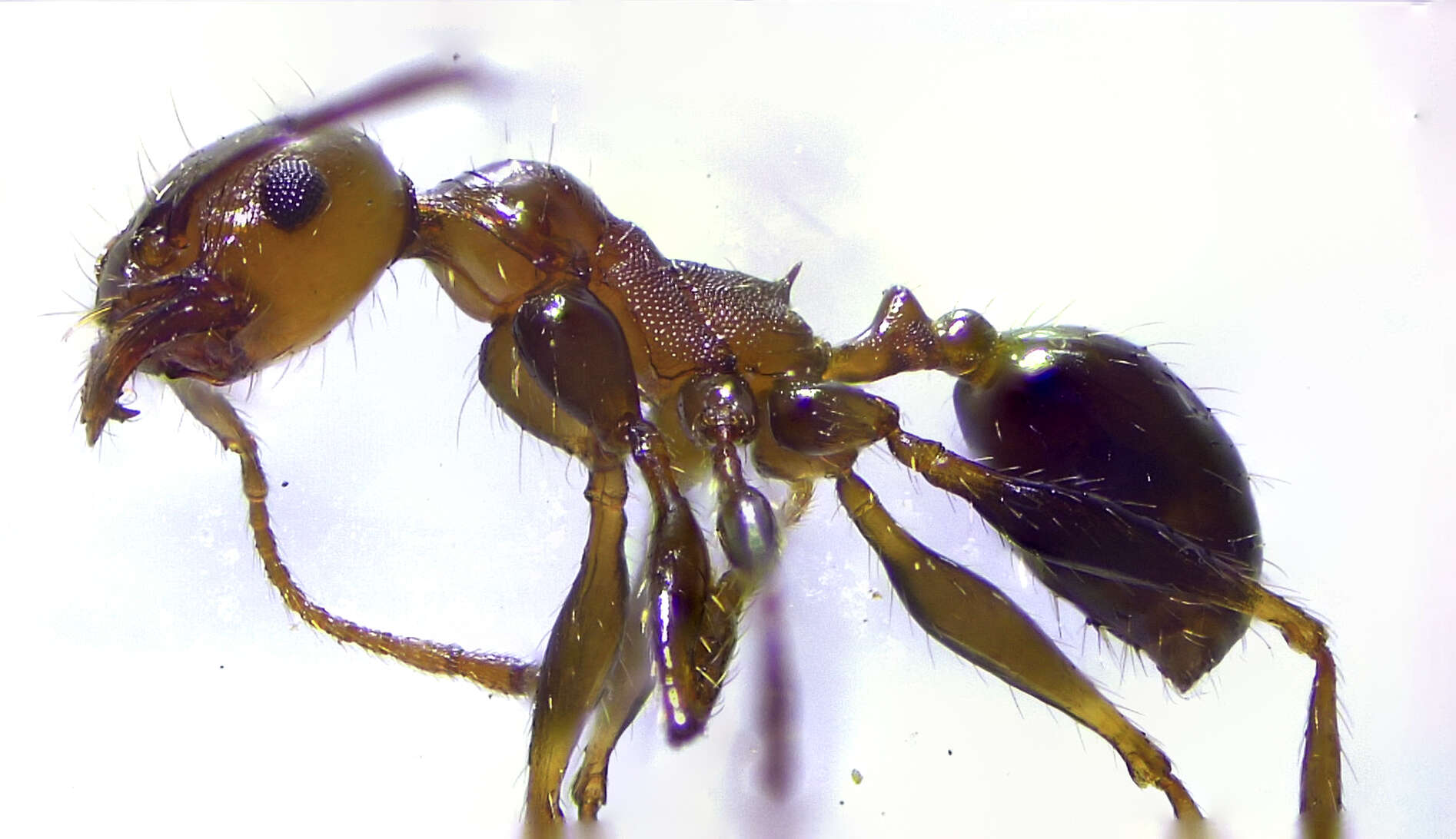 Image of Pheidole fallax Mayr 1870