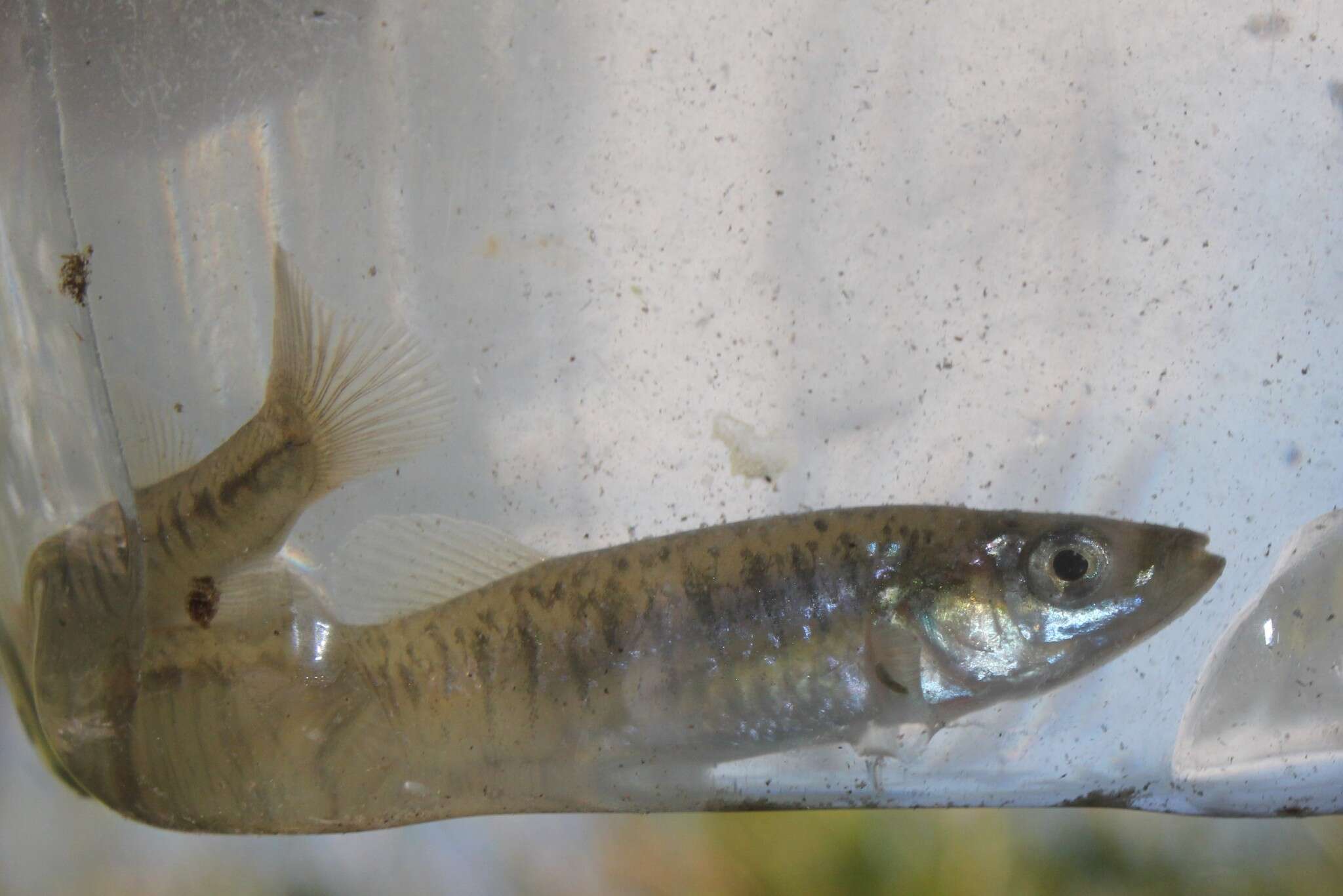 Image of Banded Killifish