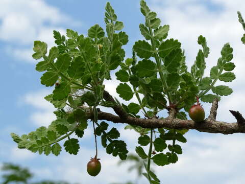 Image of Bursera ribana J. Rzedowski & G. Calderon de Rzedowski