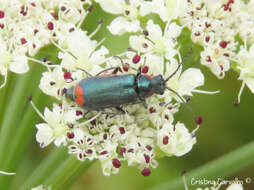 Malachius lusitanicus resmi