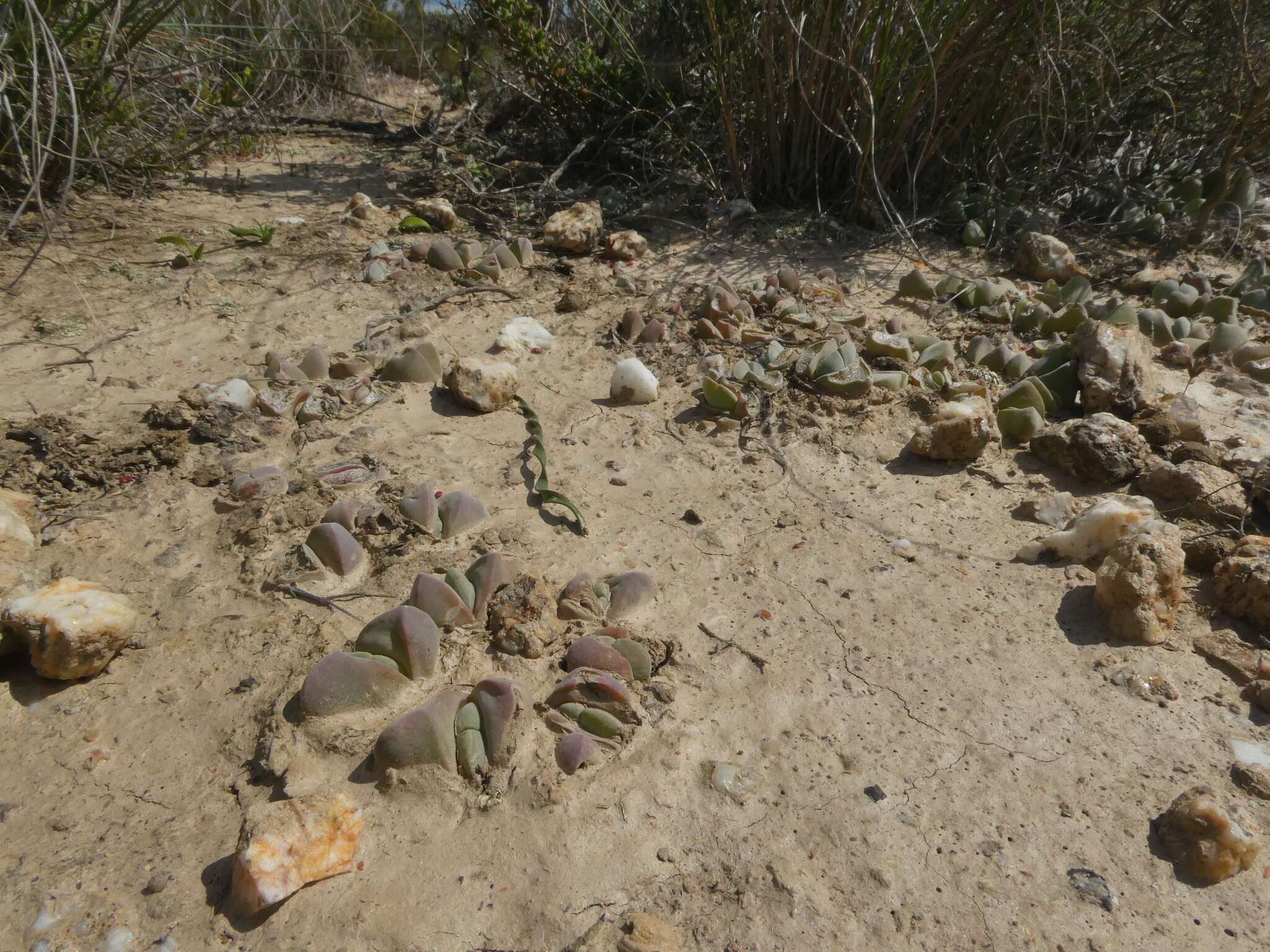 Image of Gibbaeum hartmannianum Thiede & Niesler