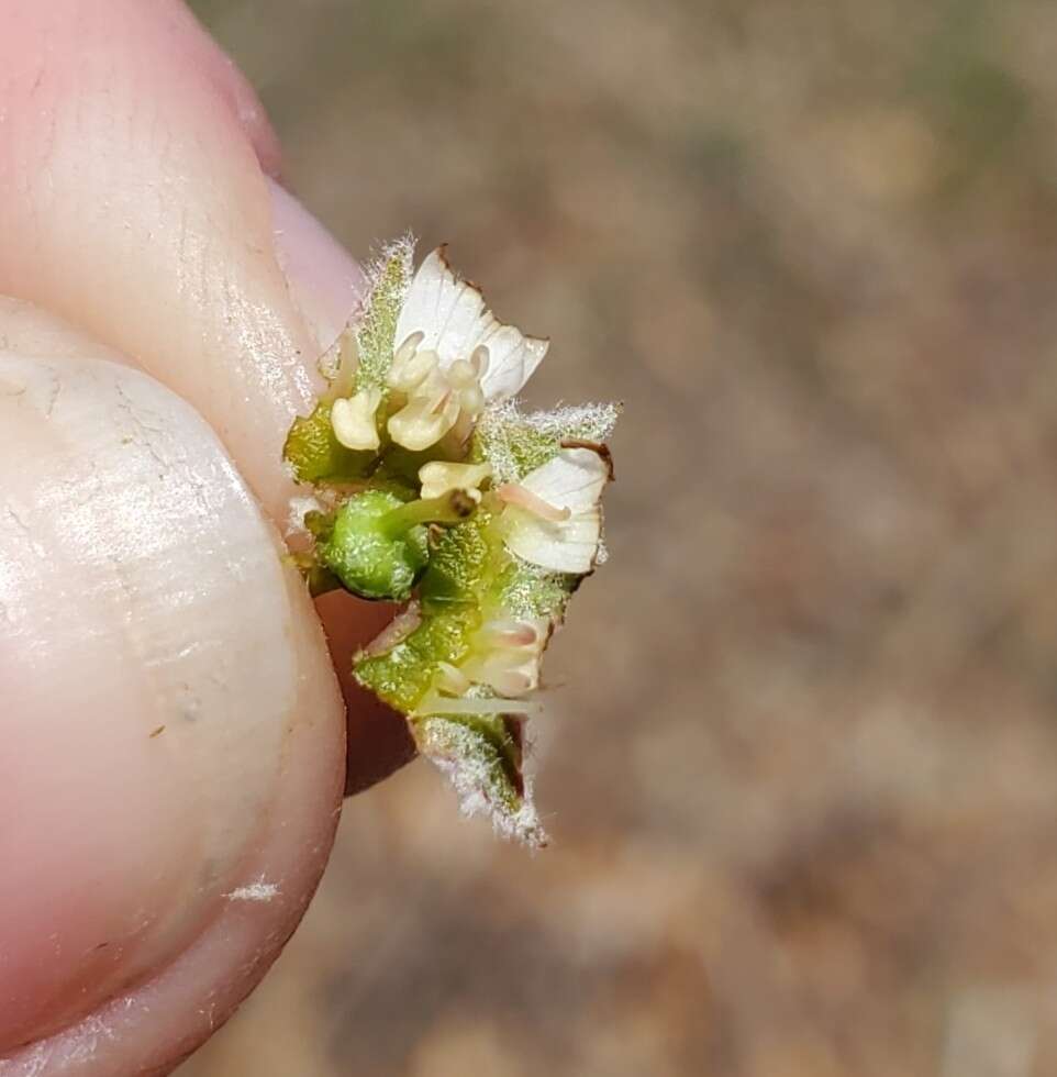 Image of Pacific serviceberry