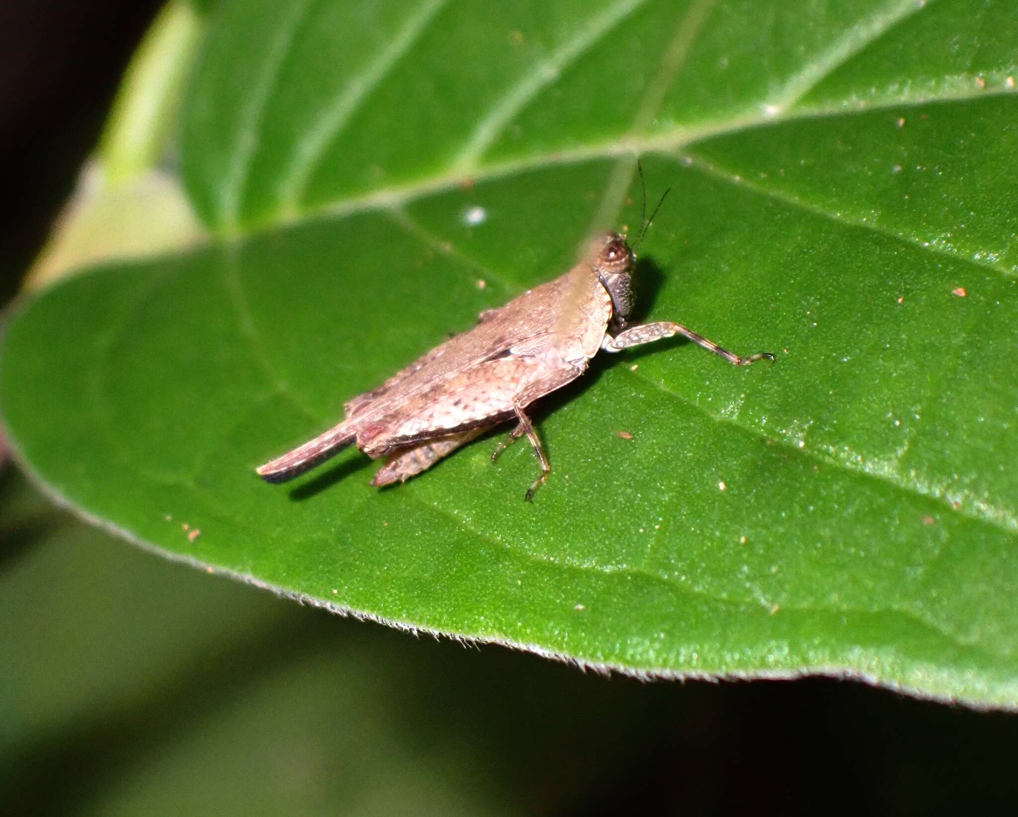 Systolederus cinereus Brunner von Wattenwyl 1893的圖片