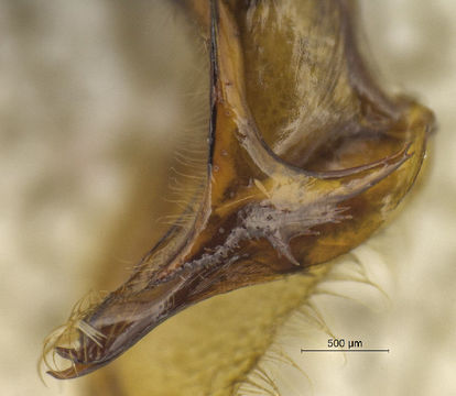 Image of <i>Labidus praedator</i> (Smith 1858)