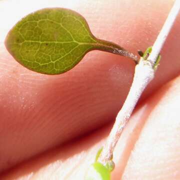 Image of Coprosma virescens Petrie