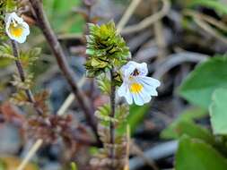 Слика од Euphrasia stricta D. Wolff ex J. F. Lehm.