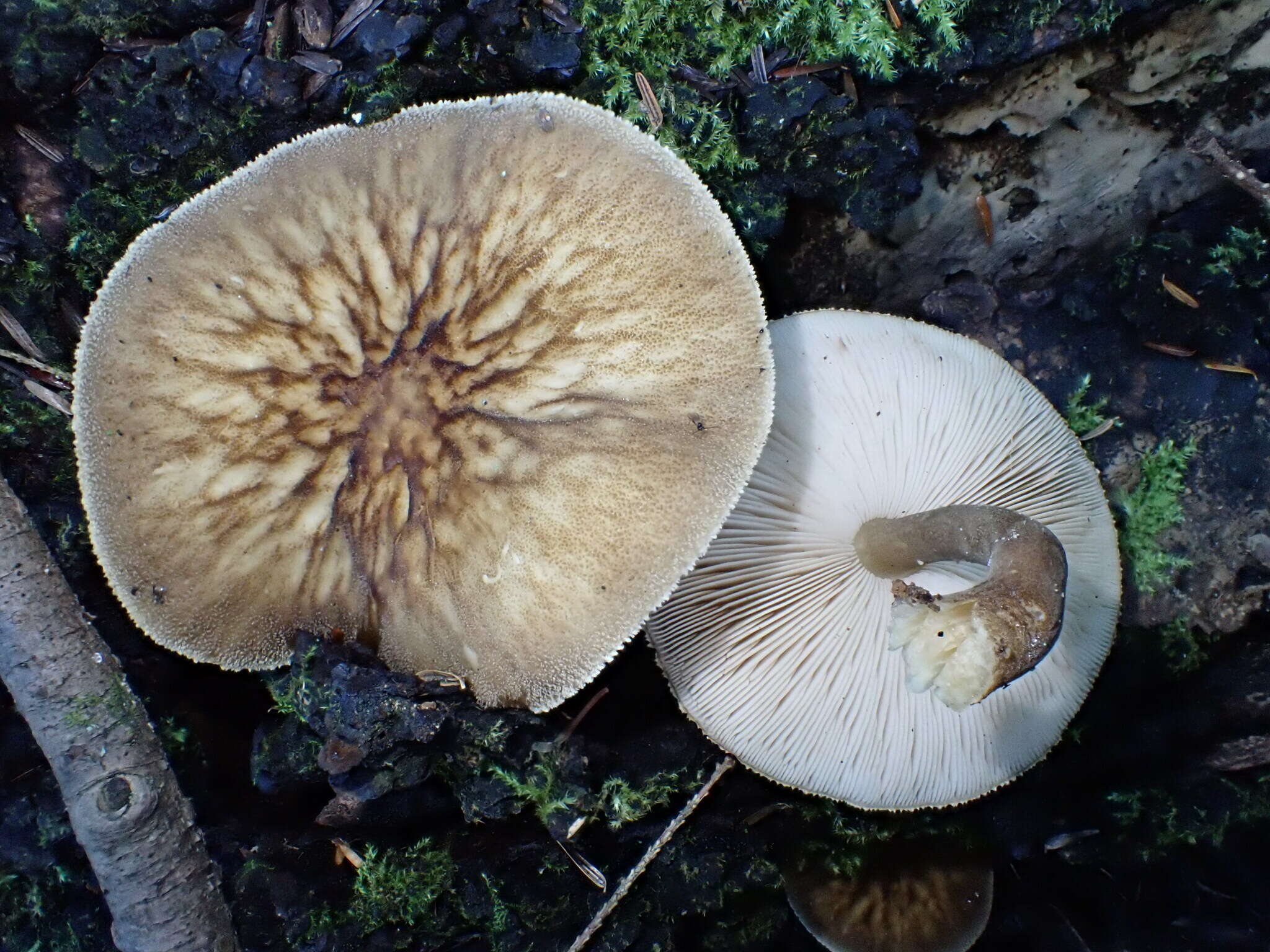 Image of Pluteus granularis Peck 1885