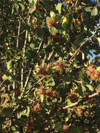 Image de Amélanchier à feuilles d'aulne