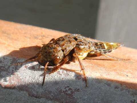 Image of Gold-and-brown Rove Beetle