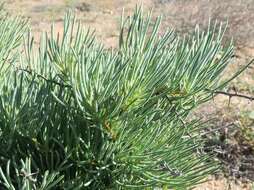 Image of Asparagus graniticus (Oberm.) Fellingham & N. L. Mey.