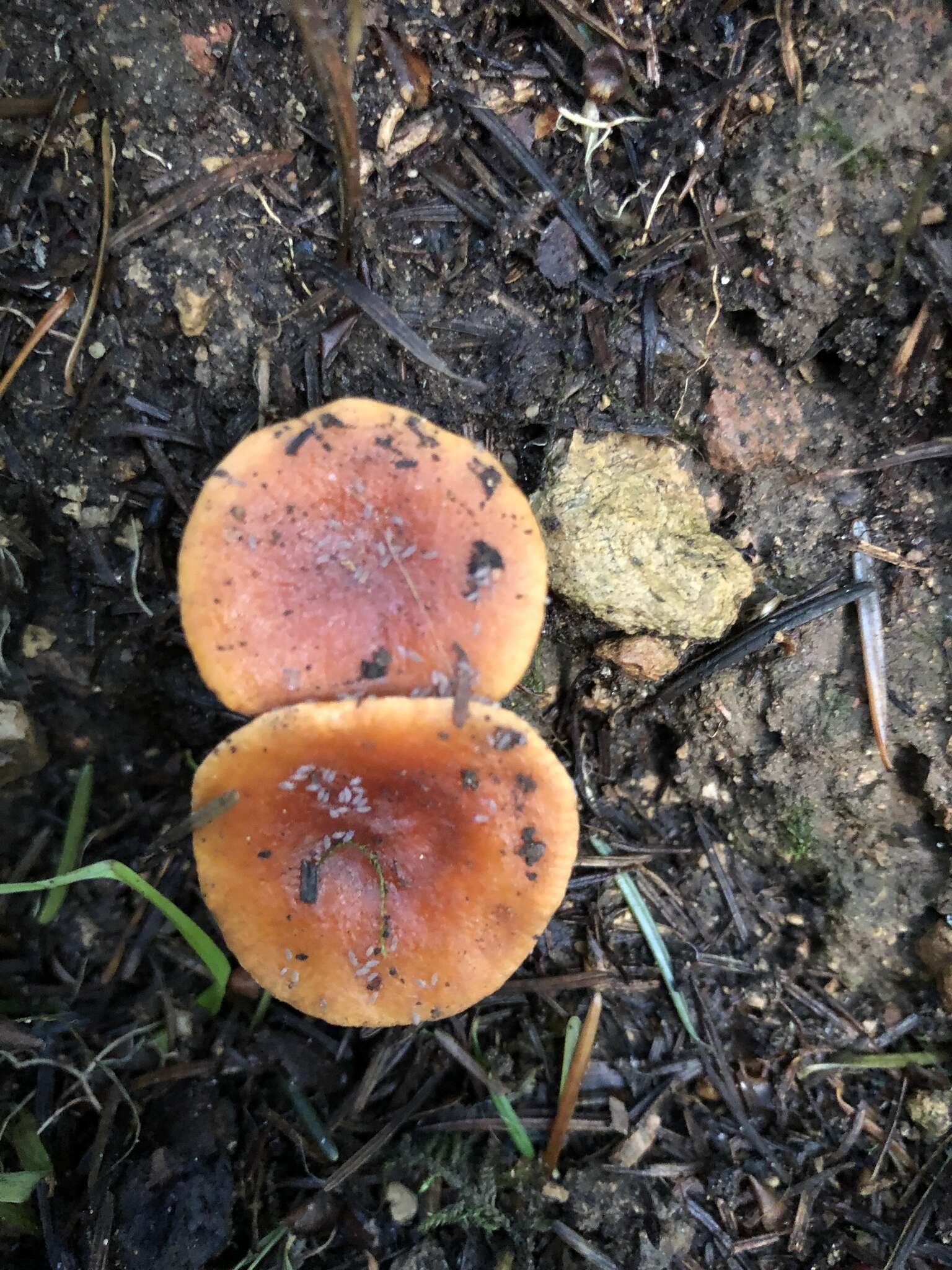 Image of Lactarius subflammeus Hesler & A. H. Sm. 1979