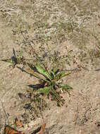 Image of Narrowleaf Water-plantain