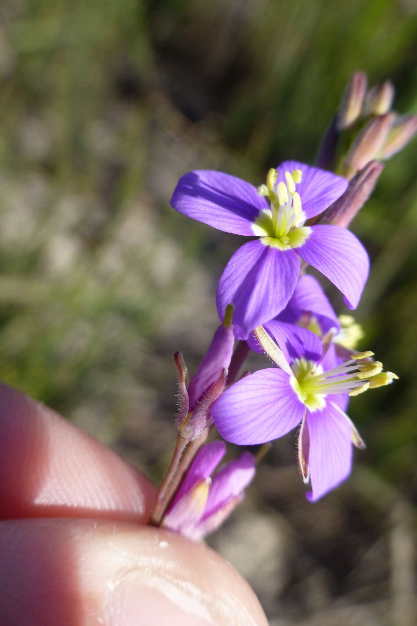 Image of Heliophila digitata L. fil.