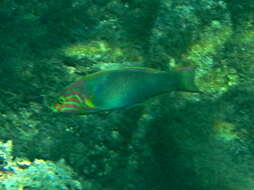 Thalassoma lutescens (Lay & Bennett 1839) resmi