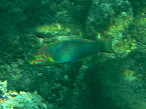 Image of Green moon wrasse