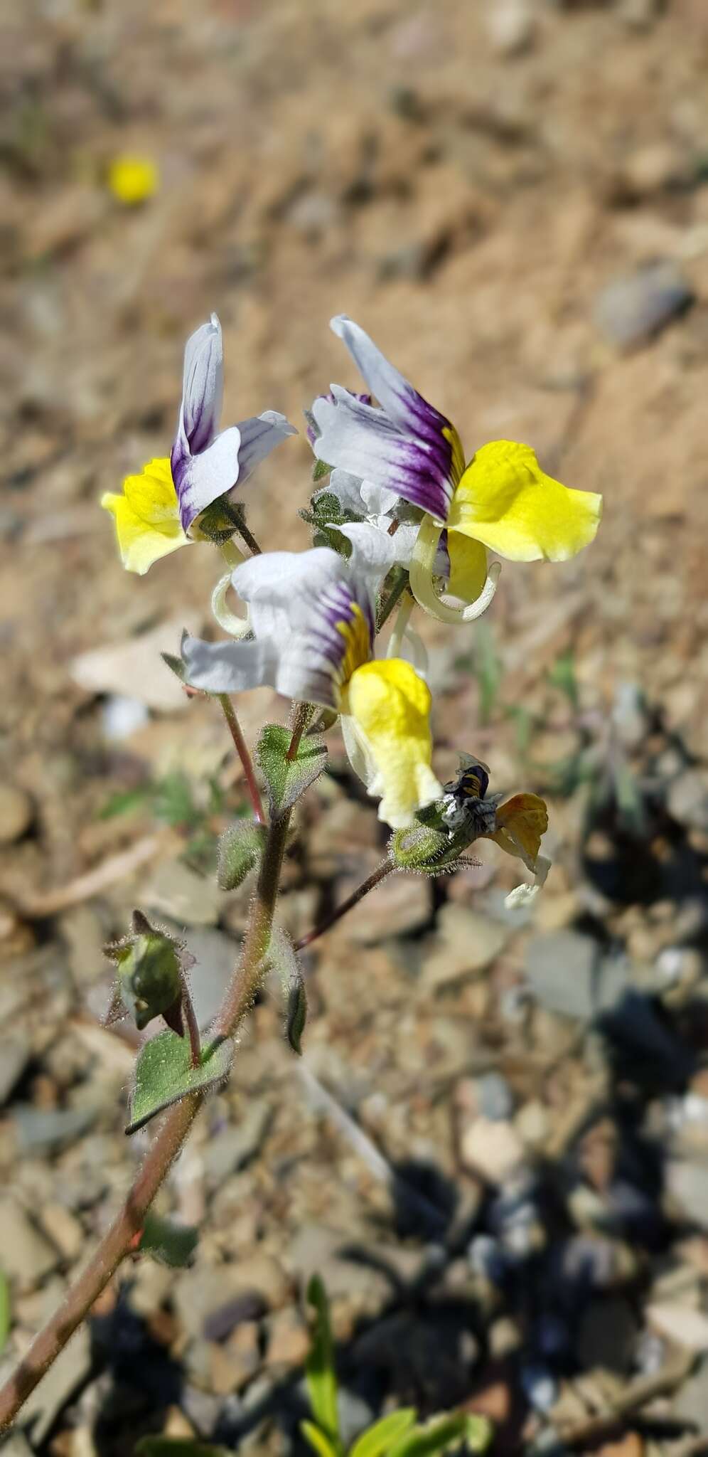 Sivun Nemesia karroensis Bond kuva