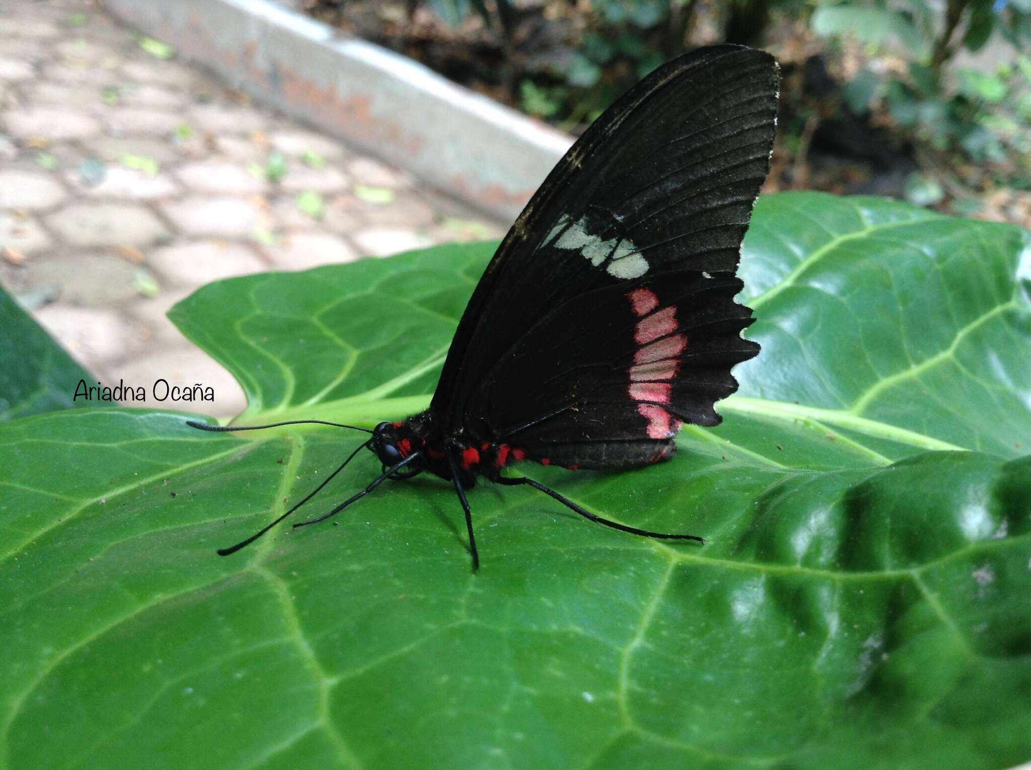 صورة Parides panares (Gray (1853))