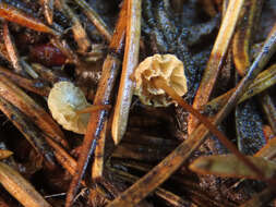 Imagem de Marasmius wettsteinii Sacc. & P. Syd. 1899