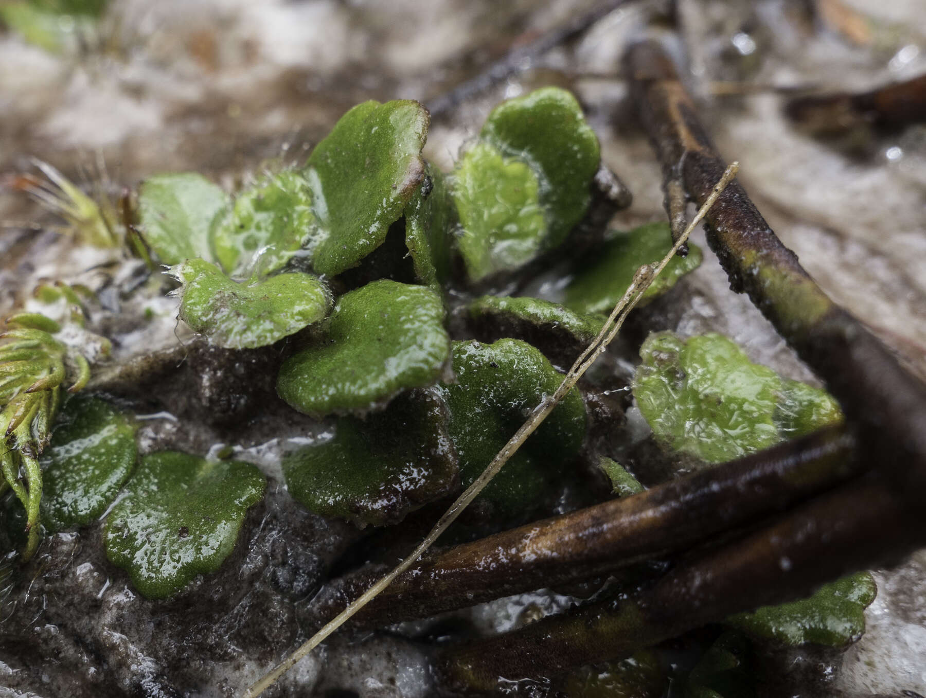 Actinotus bellidioides (Hook. fil.) Benth. resmi