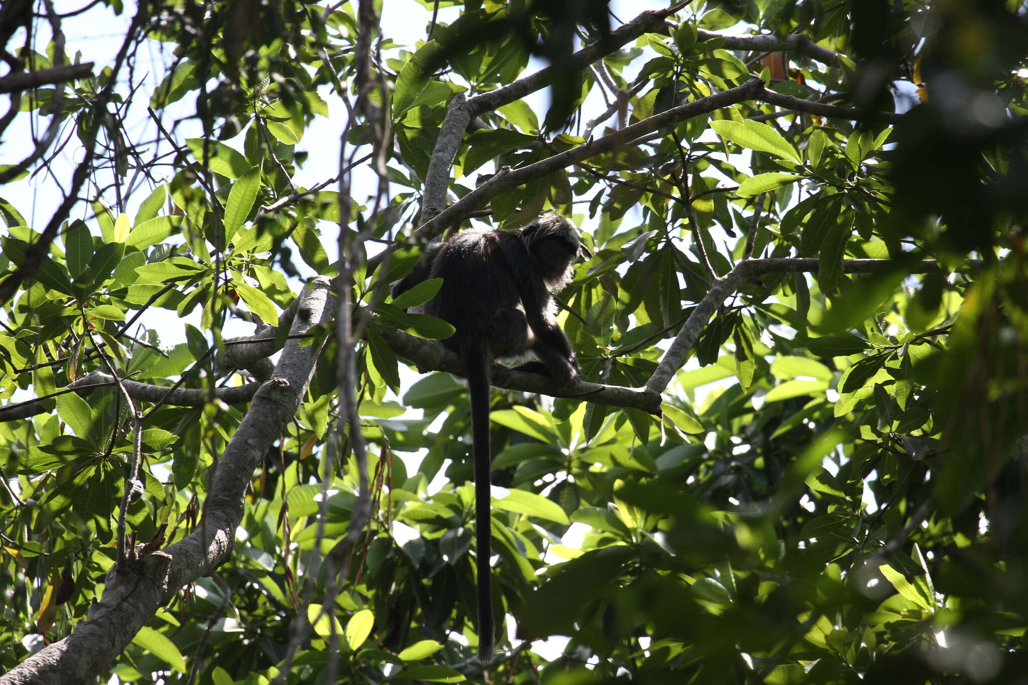 Image of Eastern Ebony Leaf Monkey