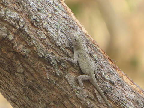 Image de Anolis distichus Cope 1861