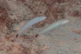 Image of Blacktail goby