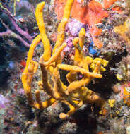 Image of common antler sponge