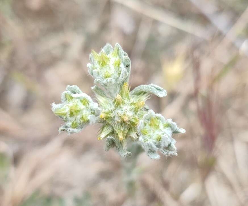 Image of broad-leaved cutweed