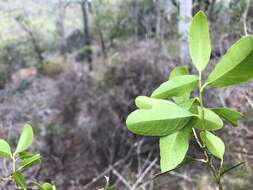 Image of Denhamia bilocularis (F. Müll.) M. P. Simmons