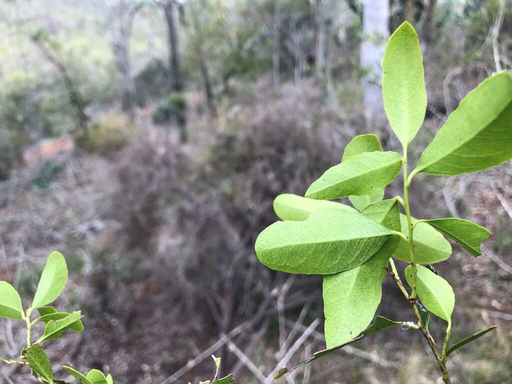 Image of Denhamia bilocularis (F. Müll.) M. P. Simmons