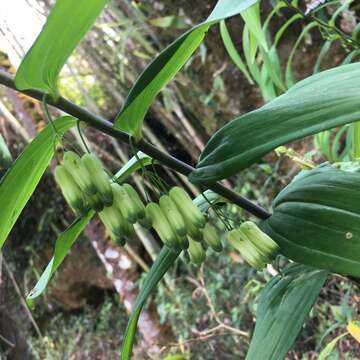 Image of Polygonatum arisanense Hayata