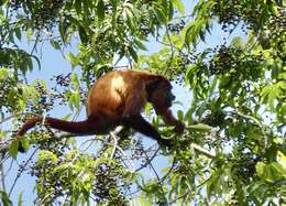 Image of Guianan Red Howler Monkey