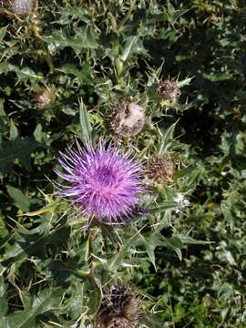 Plancia ëd Cirsium pugnax Somm. & Levier