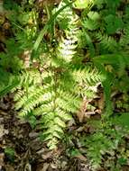 Plancia ëd Athyrium spinulosum (Maxim.) Milde