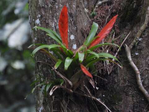 Image of Tillandsia multicaulis Steud.