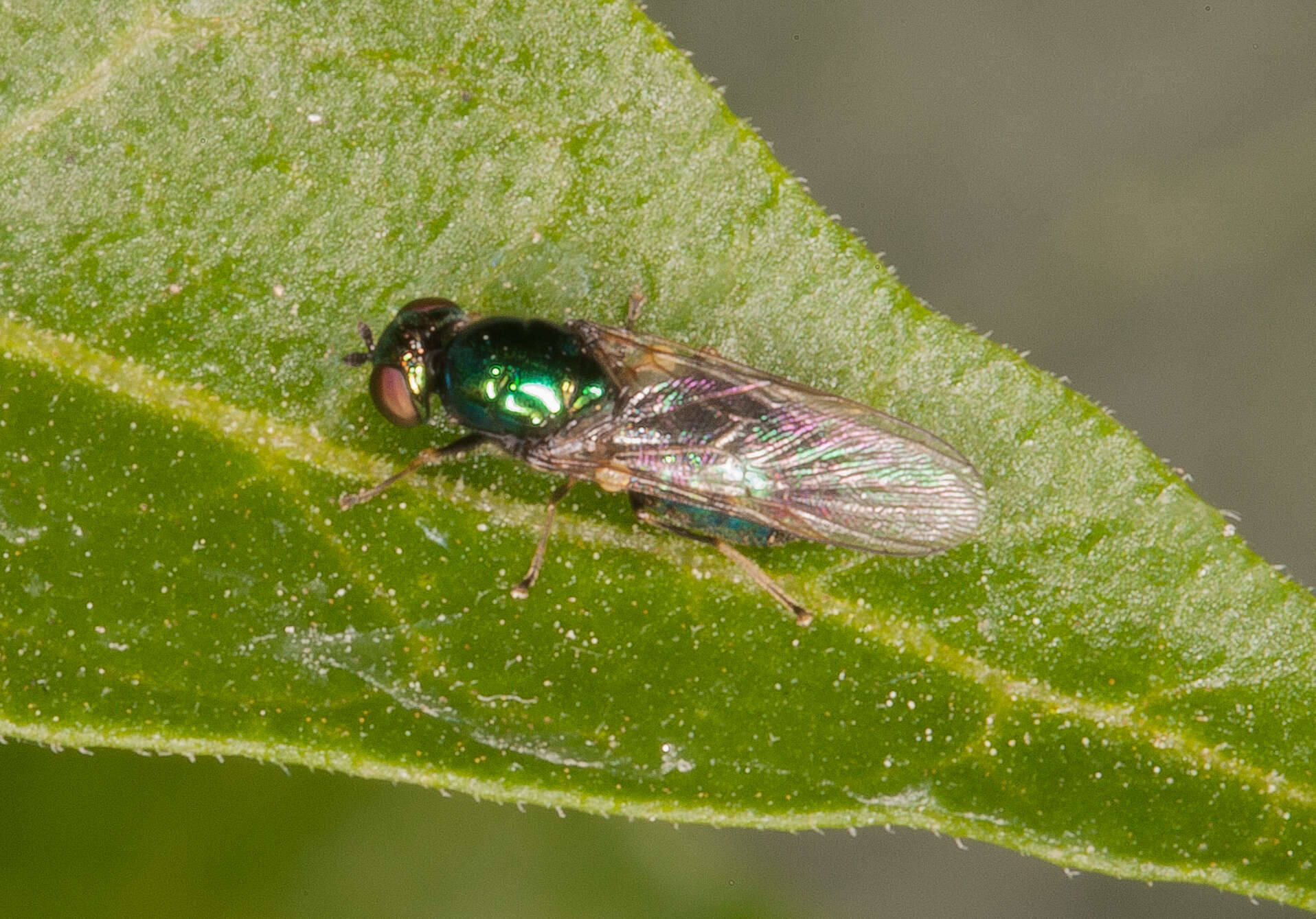 Image of Soldier fly